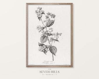 Flower Sketch Wall Art, Botanical Vintage Print, Printable Floral Pencil Drawing | #184