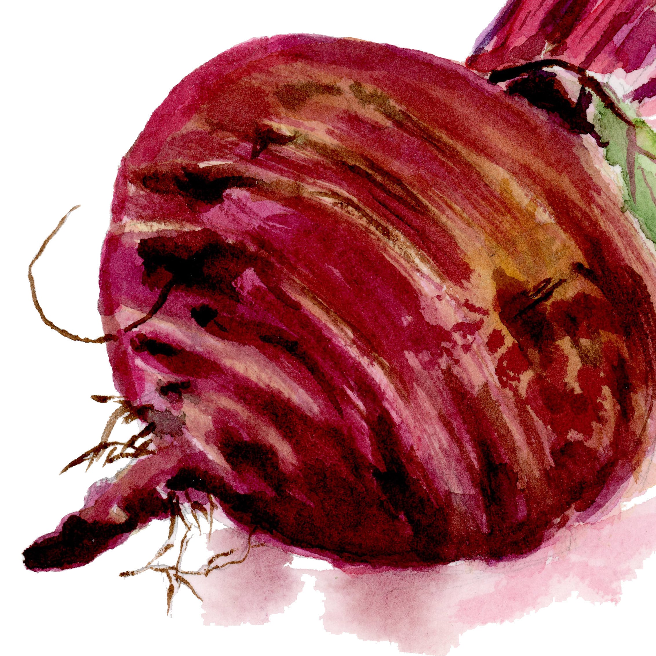 Beet Watercolor Print - Etsy