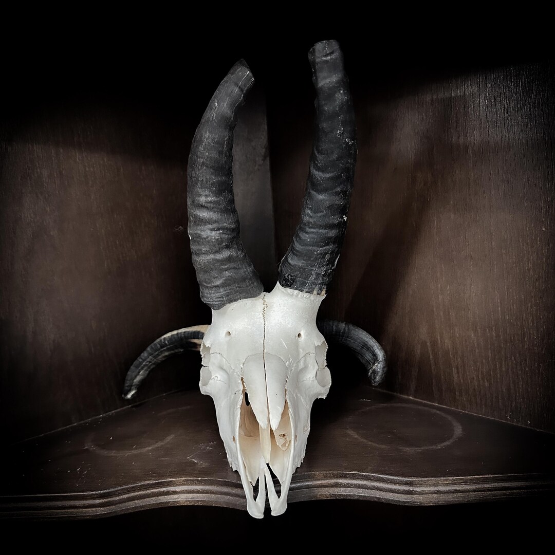 Real 4 Horned Jacob Ram Skull Taxidermy Skulls Macabre Preserved Oddity ...