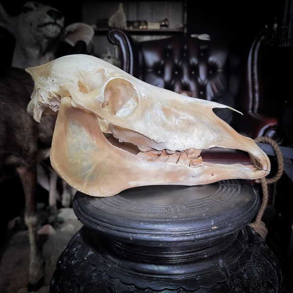 Shetland pony skull | taxidermy skull | skull | animal skull | bleached skull | ram skull | horse skull | occult | macabre | taxidermy |