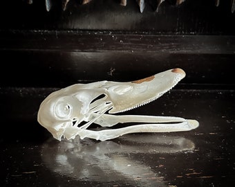 Cráneo de pato taxidermia / cráneo de pájaro / cráneo real / cráneo de animal / cráneo blanqueado / curiosidades / rarezas / huesos / cráneo artesanal / taxidermia /