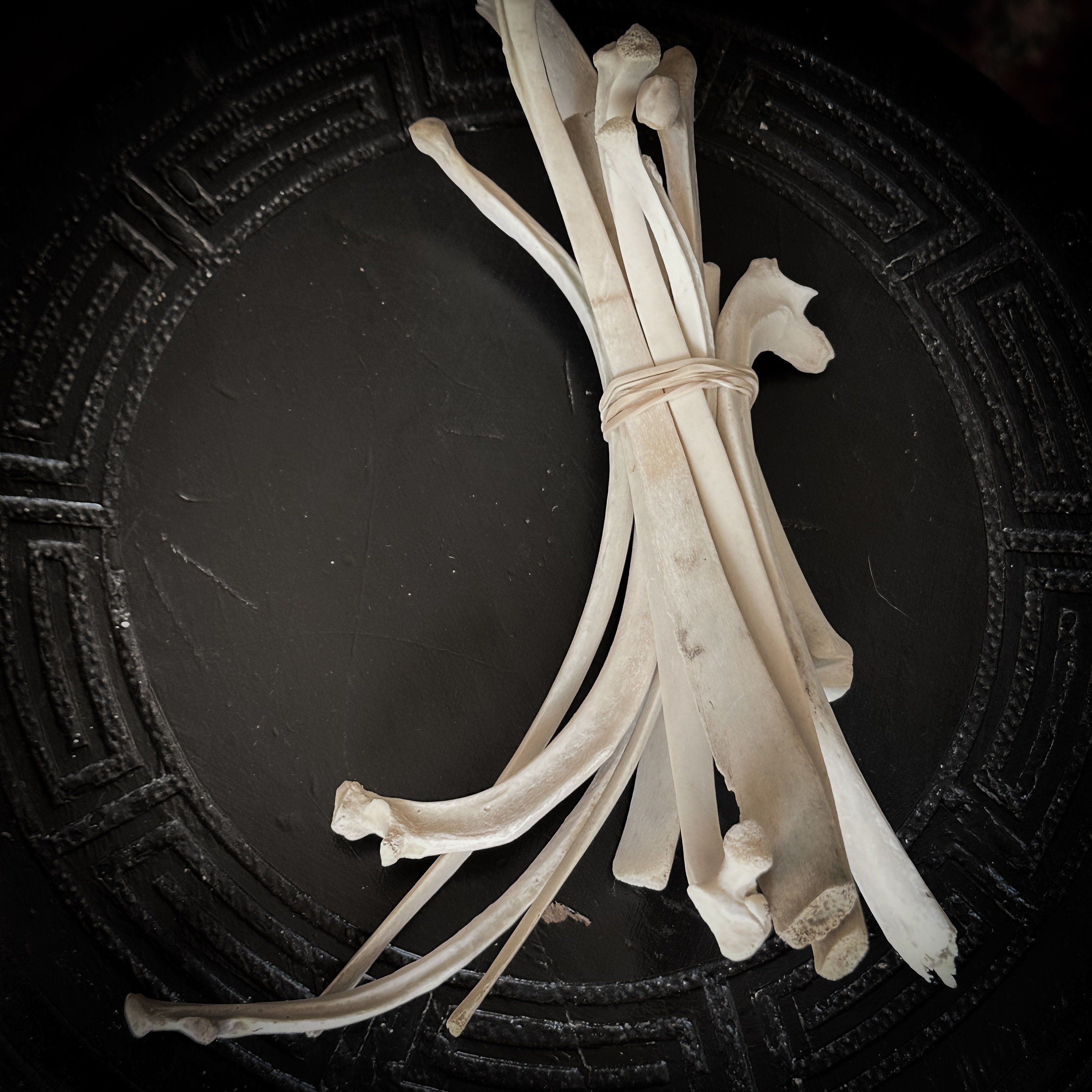 First Rib Sheep Sheep Taxidermy Rib Bone Bundle Craft Bones Animal Bones Bone Bone and ...