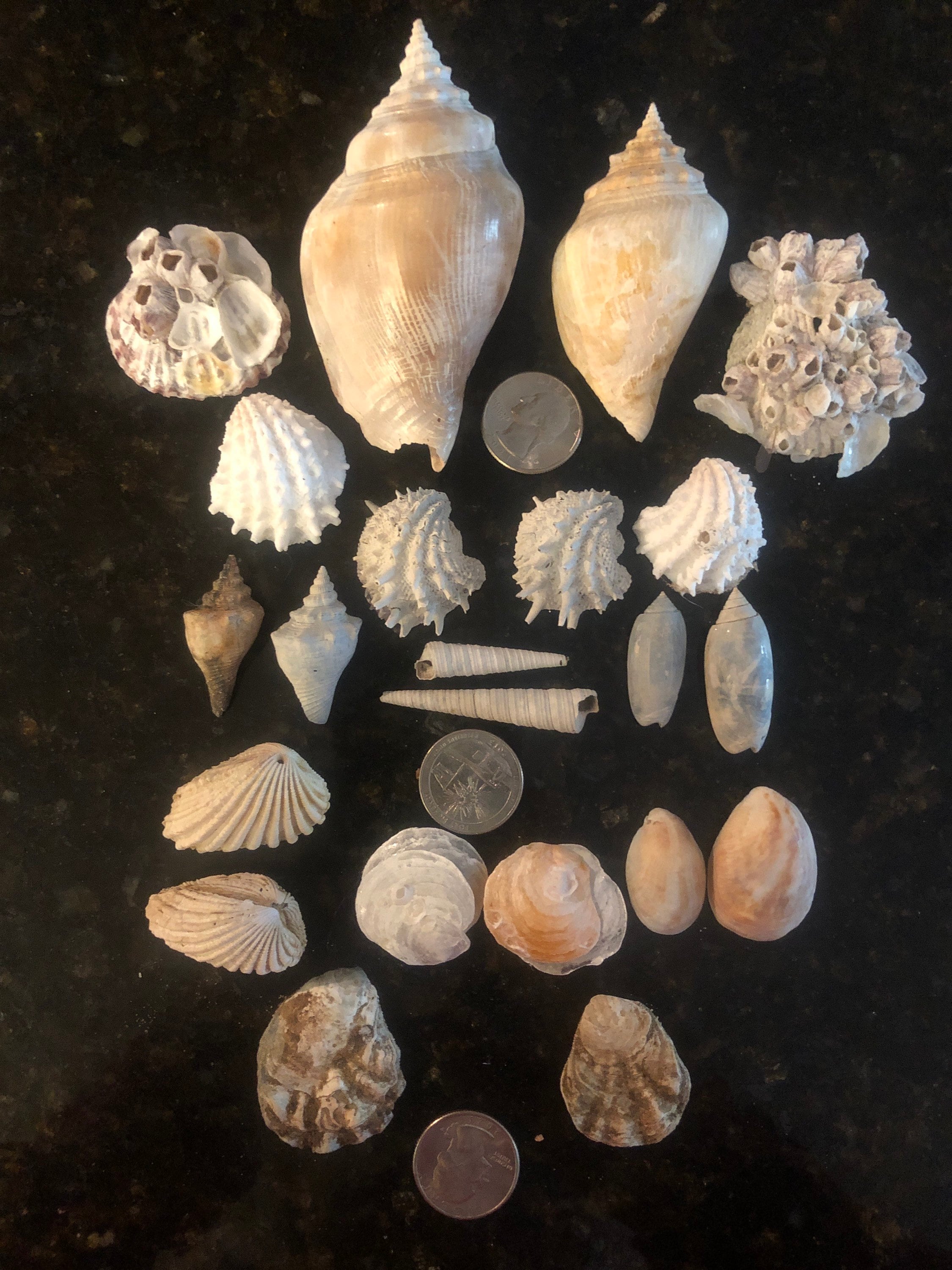 Sea Shell Fossils