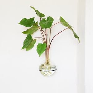 Könnte beinhalten: Eine grüne Pflanze mit großen Blättern wächst in einer klaren Glasvase mit einem schwarzen Metallring oben. Die Vase hängt an einer weißen Wand.