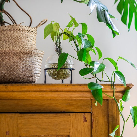 Desktop-Glas-Pflanzgefäß Mit Katzenständer – Kreative Vase Für Hydrokultur & Deko