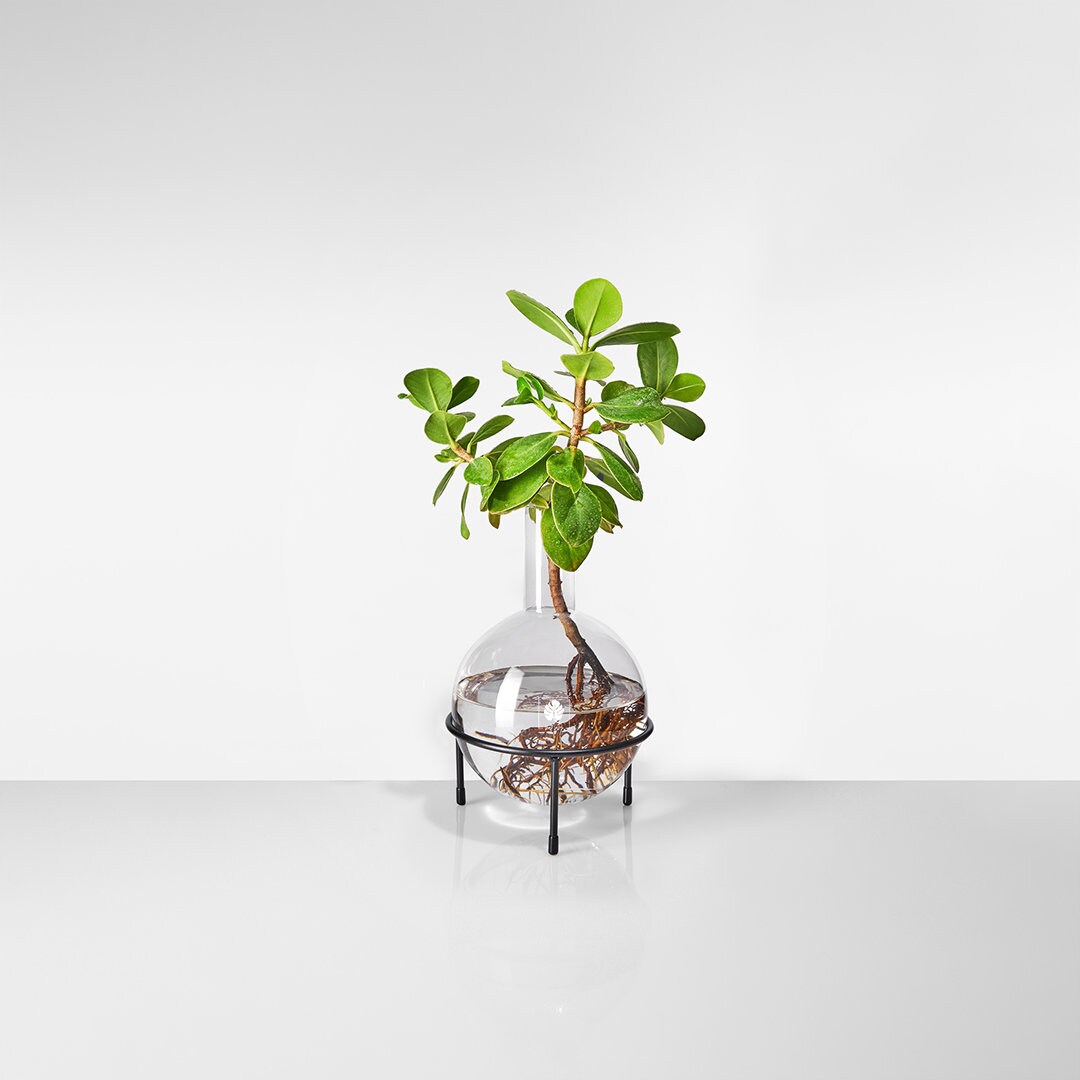 Metall-Katzen-Pflanzgefäß Mit Glasvase – Kreatives Terrarium Für Hydrokultur, Raumdekoration Oder Geschenk