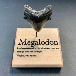Megalodon Shark Tooth Stand, Custom Laser engraved Megalodon Tooth Stand - Display For Fossil Shark Tooth.
