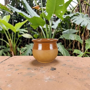 May include: A small, round ceramic pot with a two-tone glaze. The top section is a deep brown, fading to a lighter tan at the base. The pot rests on a reddish-brown surface, with vibrant green foliage in the background.