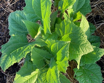 May include: A close-up of a vibrant green plant with large, textured leaves. The leaves have serrated edges and are illuminated by sunlight. The plant is surrounded by straw and dark soil, suggesting a garden setting.