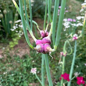 May include: Close-up of a cluster of purple onions with green stalks. The onions are in focus, with a blurred background of green foliage and small flowers. The image captures a natural, organic scene.