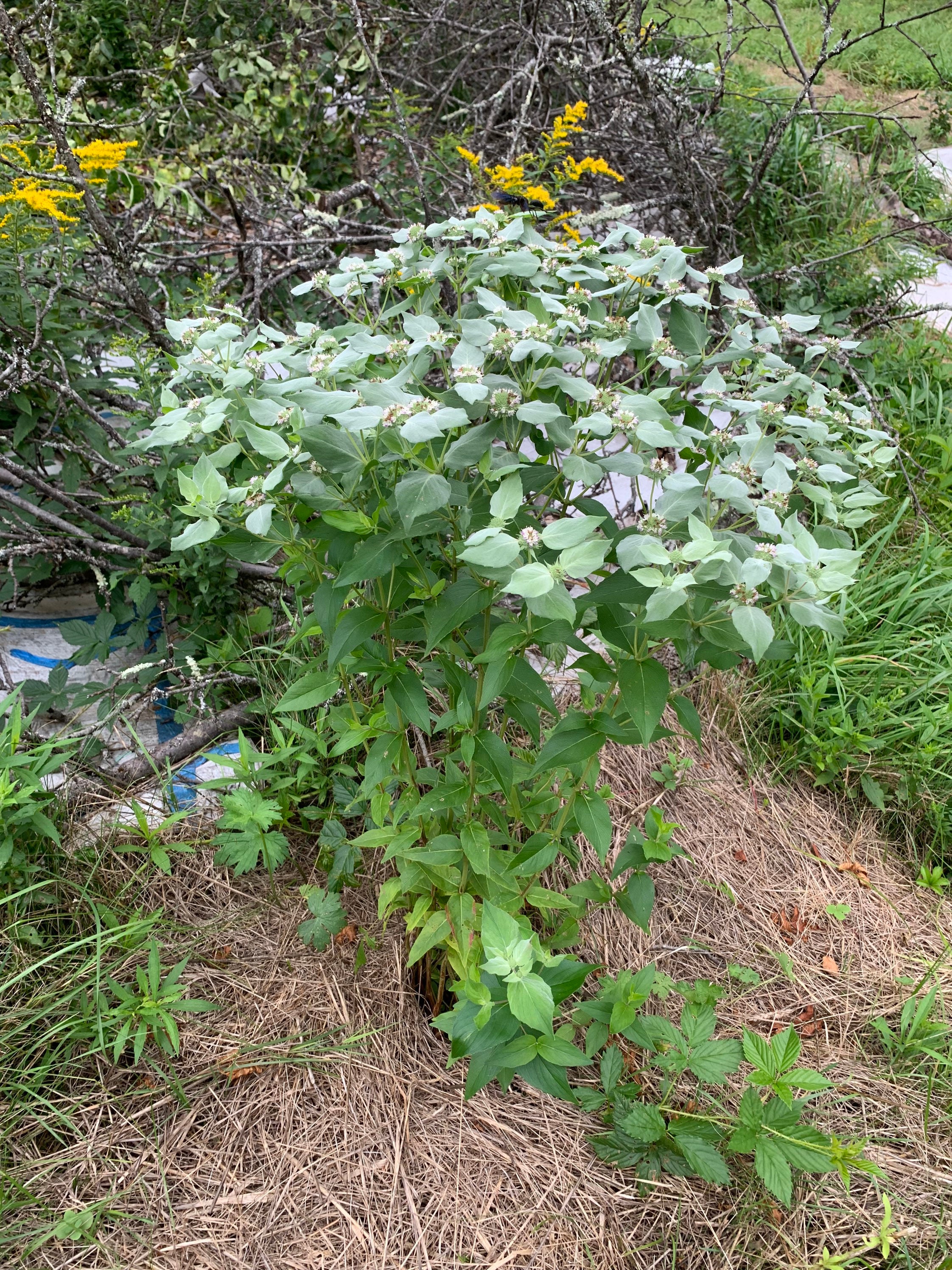 Mountain Mint: Pycnanthemum muticum Top 10 Pollinator List