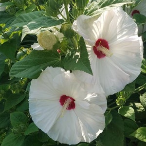 Peut inclure: Gros plan sur de grandes fleurs d'hibiscus blanches avec un centre rouge vif et une étamine jaune proéminente. Les fleurs sont entourées de feuilles et de bourgeons verts luxuriants, créant un affichage floral naturel.