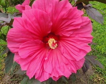 Watermeloen ruches winterharde hibiscus 10 zaden, maximaal 2 per klant. Gratis verzending.
