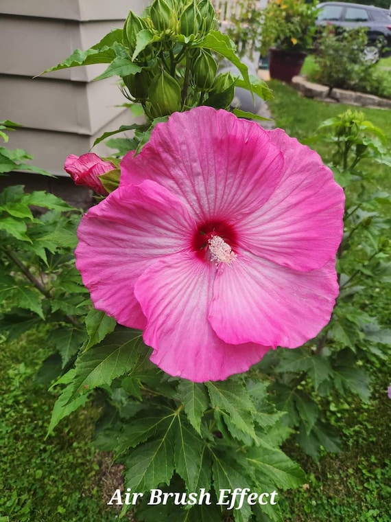 Hibiscus Luna mix seeds 25 per pack USA grown & shipped
