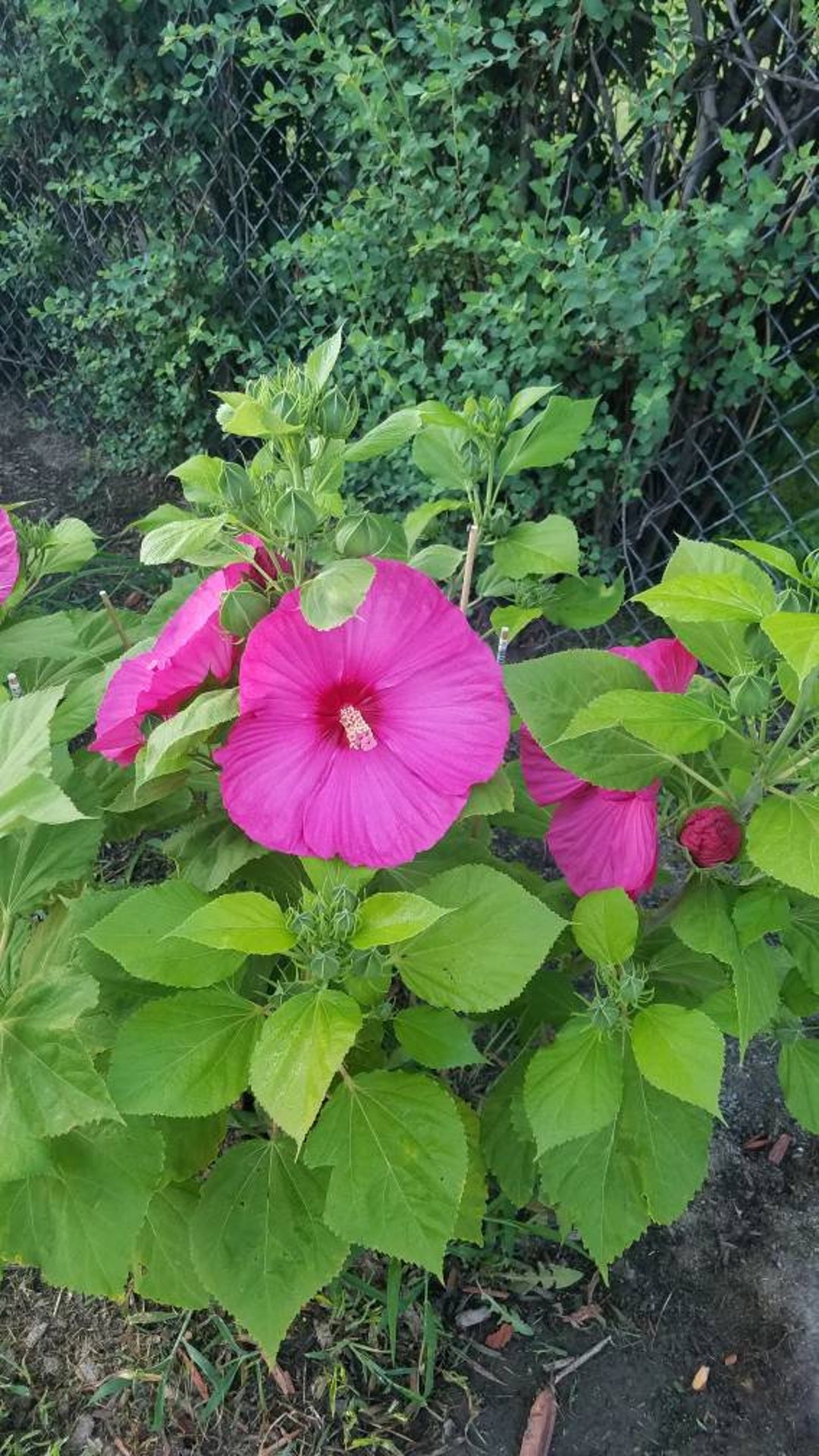 25 + Seeds Luna Rose Pre-stratified Hot Pink Flowers Hardy