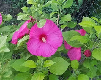 Può includere: Primo piano di un fiore di ibisco rosa in fiore con foglie verdi. Il fiore ha un centro rosso prominente ed è circondato da altri fiori e boccioli di ibisco.
