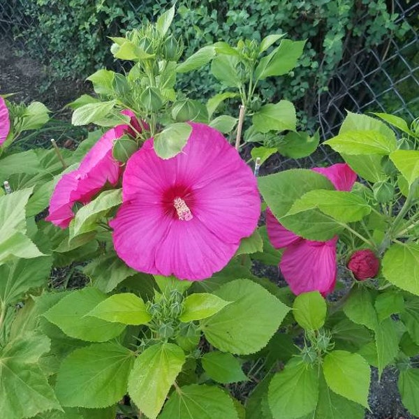 25 luna rose Pre-Stratified hot pink flowers hardy hibiscus free Shipping.