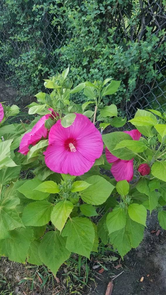 25 + Seeds Luna Rose Pre-stratified Hot Pink Flowers Hardy