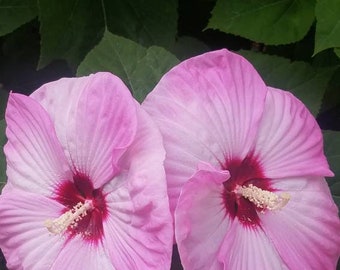 25 + Seeds Hardy Hibiscus Luna Pink Swirl Pre-stratified 25 Seeds