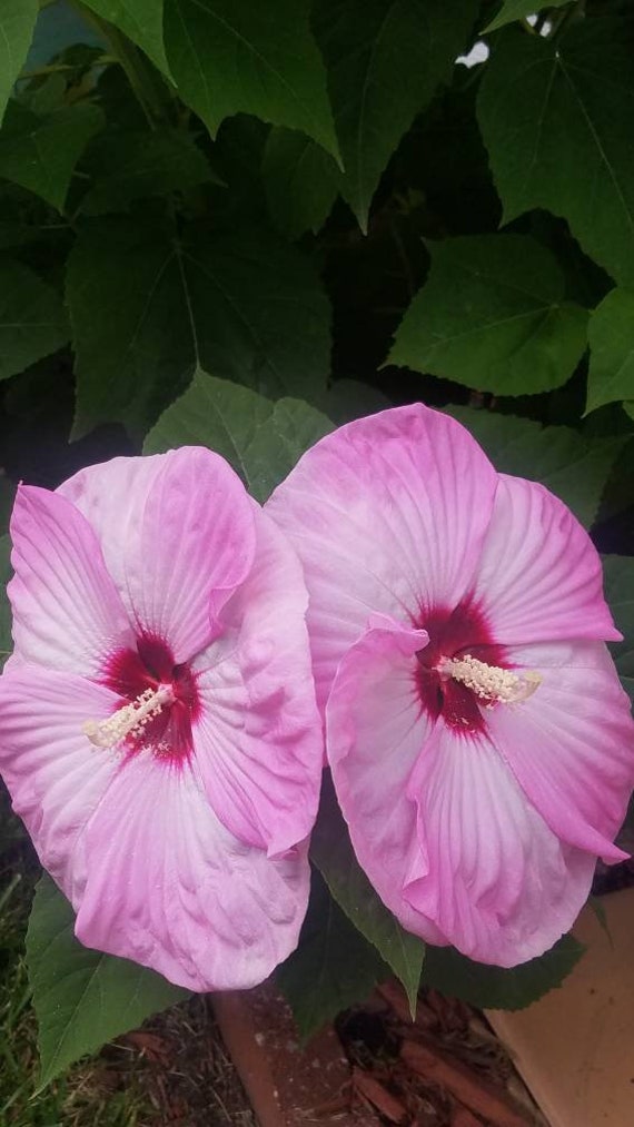 25 + Seeds Hardy Hibiscus Luna Pink Swirl Pre-stratified 25 Seeds