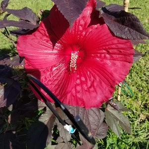 Może przedstawiać: Żywy, czerwony kwiat hibiskusa w pełnym rozkwicie, z dużymi, pofałdowanymi płatkami i wyraźnym centralnym pręcikiem. Kwiat otoczony jest ciemnobordowymi liśćmi, na tle zielonej trawy i światła słonecznego.