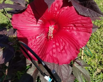 Hardy Hibiscus Holy Grail 15 seeds free shipping.