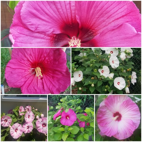25 + Seeds Luna Rose Pre-stratified Hot Pink Flowers Hardy