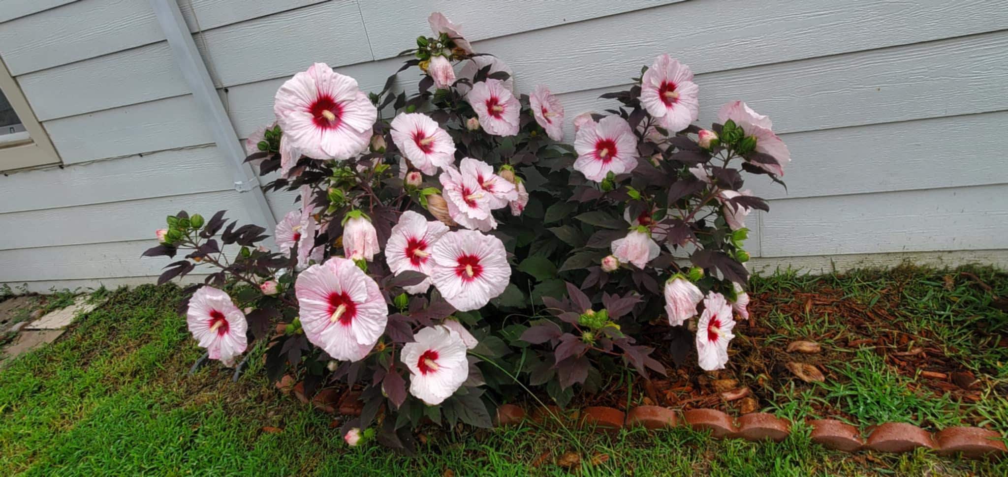 Hardy Hibiscus 