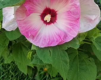 Luna Pink Swirl Pre-Stratified Hardy Hibiscus. 25 seeds Free shipping.