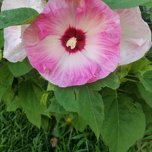 25 + Seeds Luna Rose Pre-stratified Hot Pink Flowers Hardy