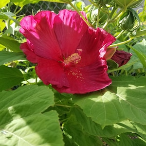 25 Luna Red Pre-Stratified Hardy Hibiscus Seeds. Free shipping USA.