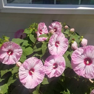 25 seeds Hardy Hibiscus Luna Pink Swirl Pre-Stratified 25 seeds. Free Shipping