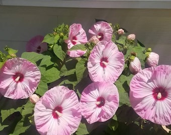 25 graines Hardy Hibiscus Luna Pink Swirl pré-stratifiées 25 graines. Livraison gratuite