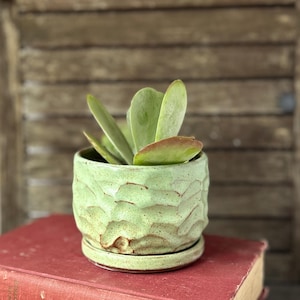 Puede incluir: Una pequeña maceta de cerámica verde claro con un diseño texturizado y ondulado, que contiene una planta suculenta con hojas anchas y verdes. La maceta se encuentra sobre un platillo a juego, colocado sobre una pila de libros viejos con cubierta roja. El fondo es una persiana de madera.