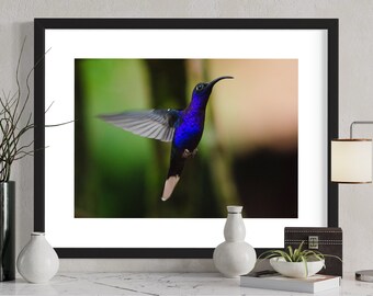 Original photographic print of violet sabrewing hummingbird in Costa Rica (unframed, assorted sizes)