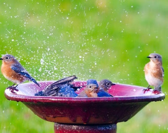 Original photographic print of bluebirds splashing in a birdbath (unframed, assorted sizes)