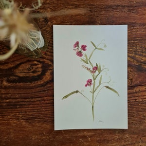 Kunstdruck Wiesenplatterbse A4 Aquarelle Wildblumen Illustration handgemalte Aquarelle