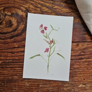 Wiesenplatterbse Postkarte A6 florales Aquarelle handgemalt Grußkarte Blumen flower Frühling Wildblumen Glücksklee Zaunwicke