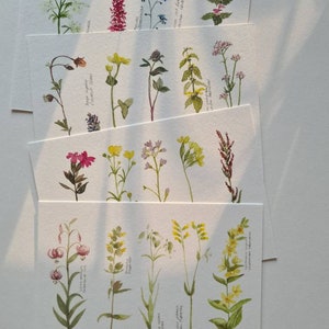 Allgäuer Wildblumen I 4 Variationen Postkarte A4 Wildblumen Allgäu Wiesenblumen Waldblumen