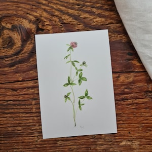 Wiesenklee Postkarte A6 florales Aquarelle handgemalt Grußkarte Blumen flower Frühling Wildblumen Glücksklee