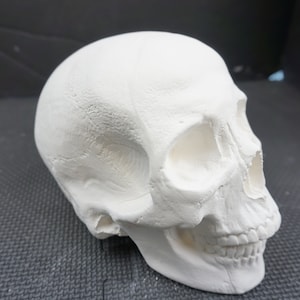 Unpainted Ceramic Bisque, Skull