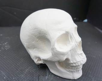 May include: A white plaster human skull model. The skull is tilted to the side, showing the profile view of the skull. The skull is detailed with the teeth, eye sockets, and nasal cavity.
