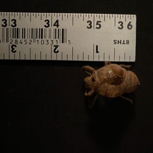 Texas Cicada Exoskeleton image 3