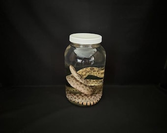 Big Female Bull Snake Wet Specimen