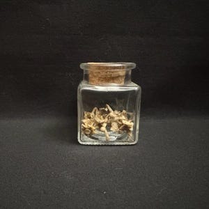 Real Snake Bones In Jar