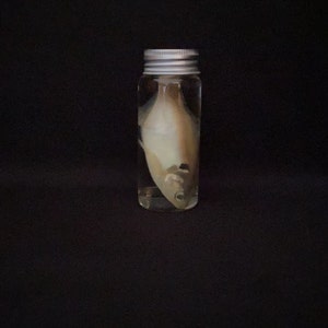 Real Wet Specimen Medium Fish