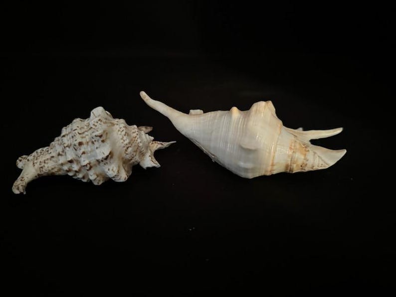 Real Set of 2 Shells - Etsy