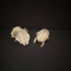Real Set Of 2 Skull Plates