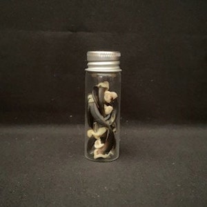 Real Coyote Claws In Jar