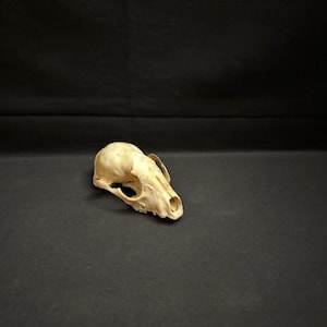 Real Raccoon Skull Oddity Decor